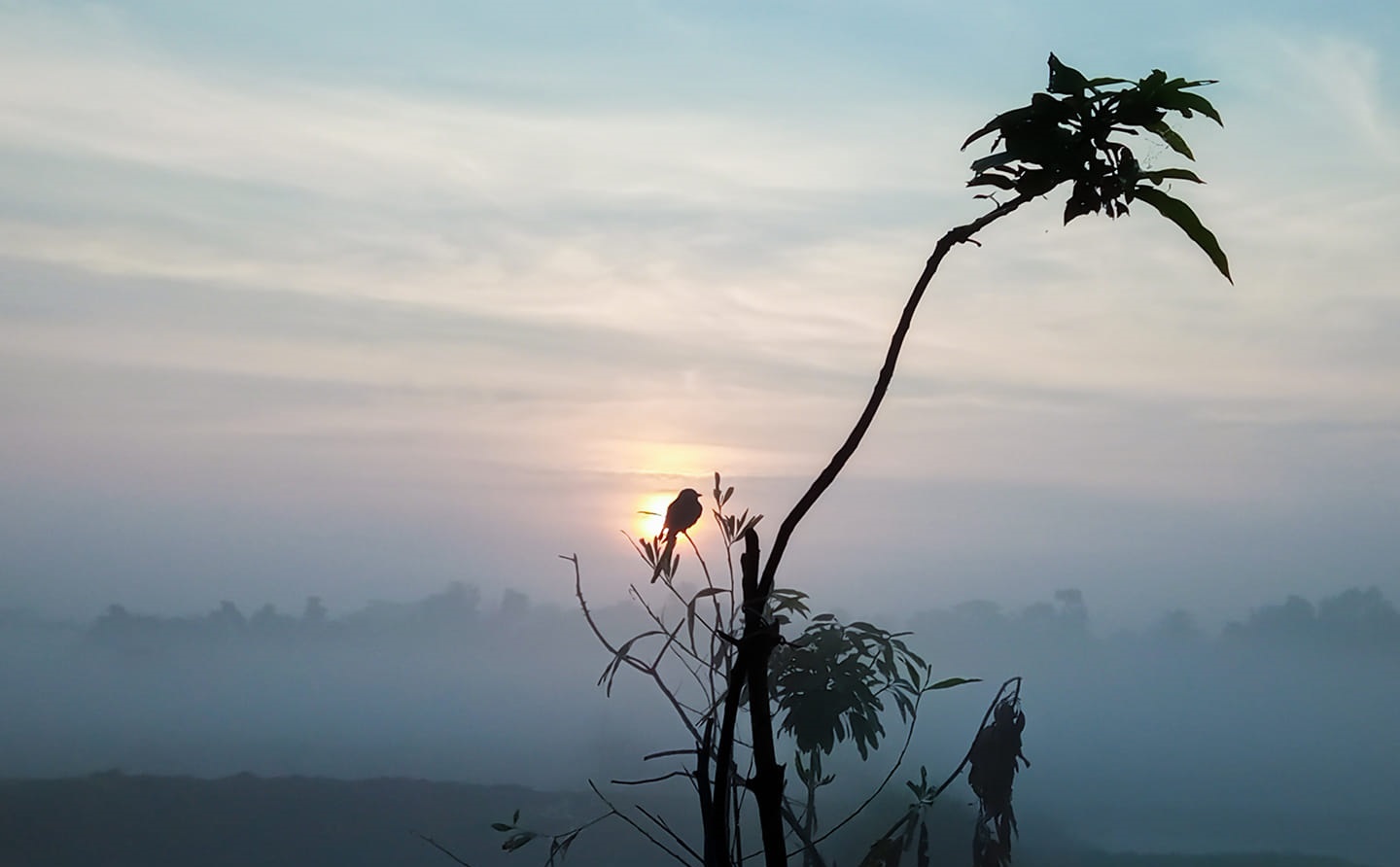 পাখি গাছের ডাল শীত