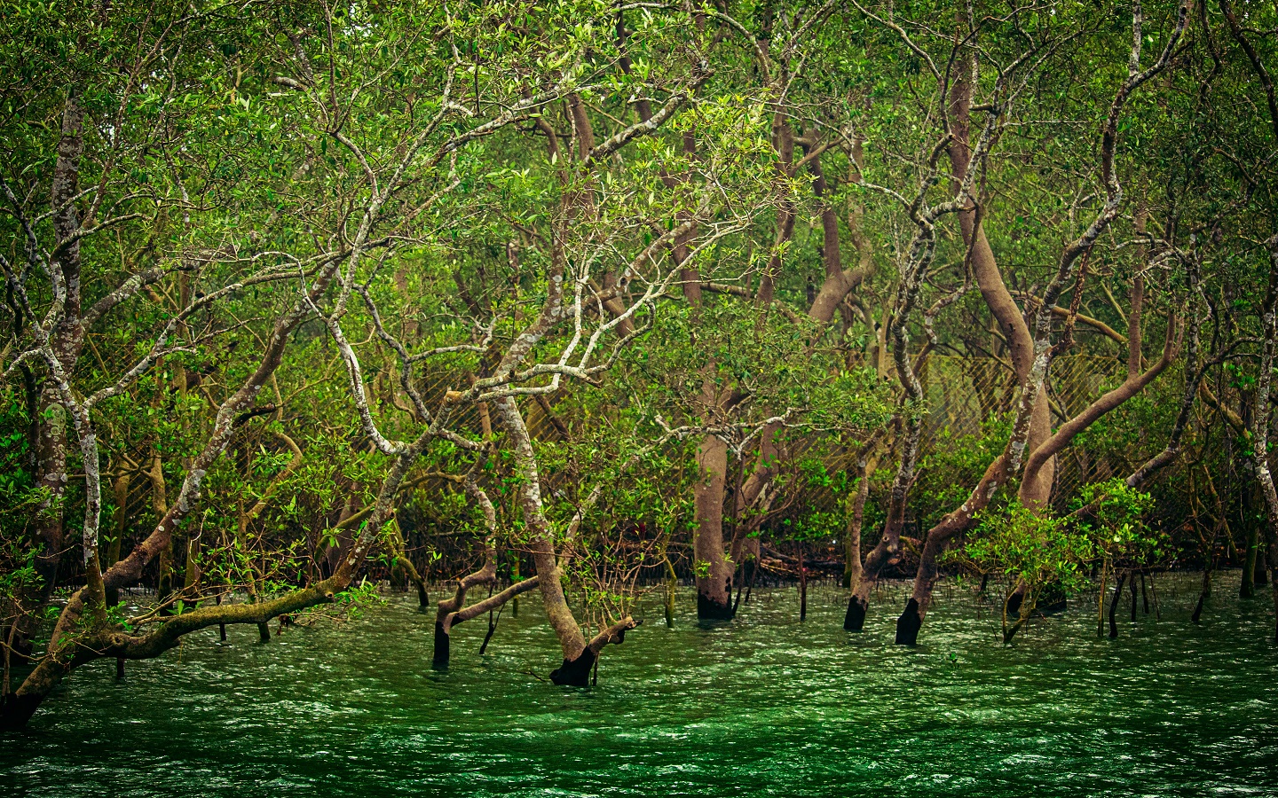 Sundarbans