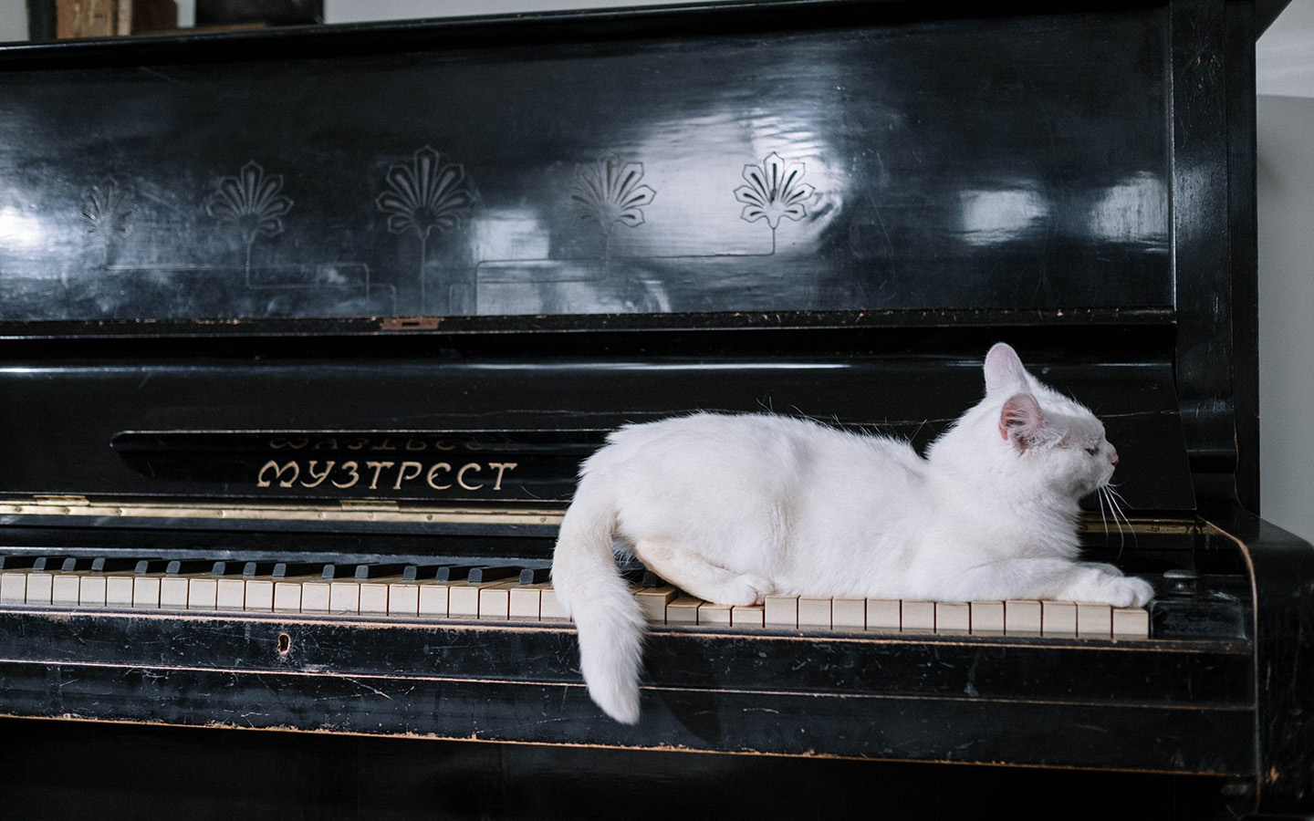 cat on piano