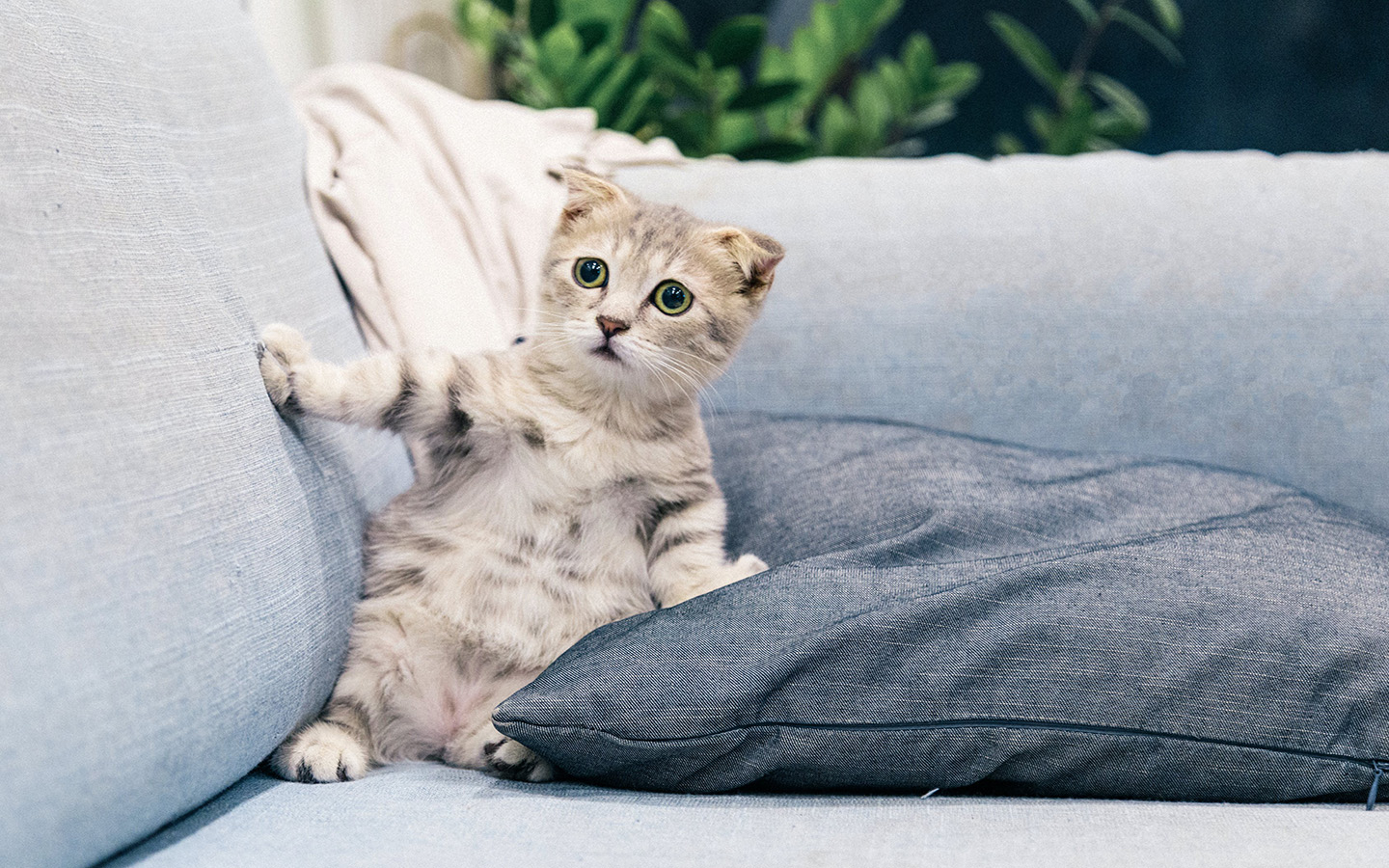cat in sofa