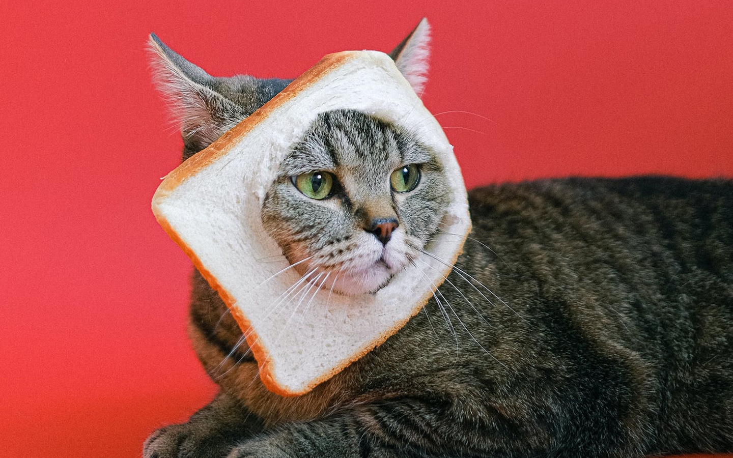 cat head in bread