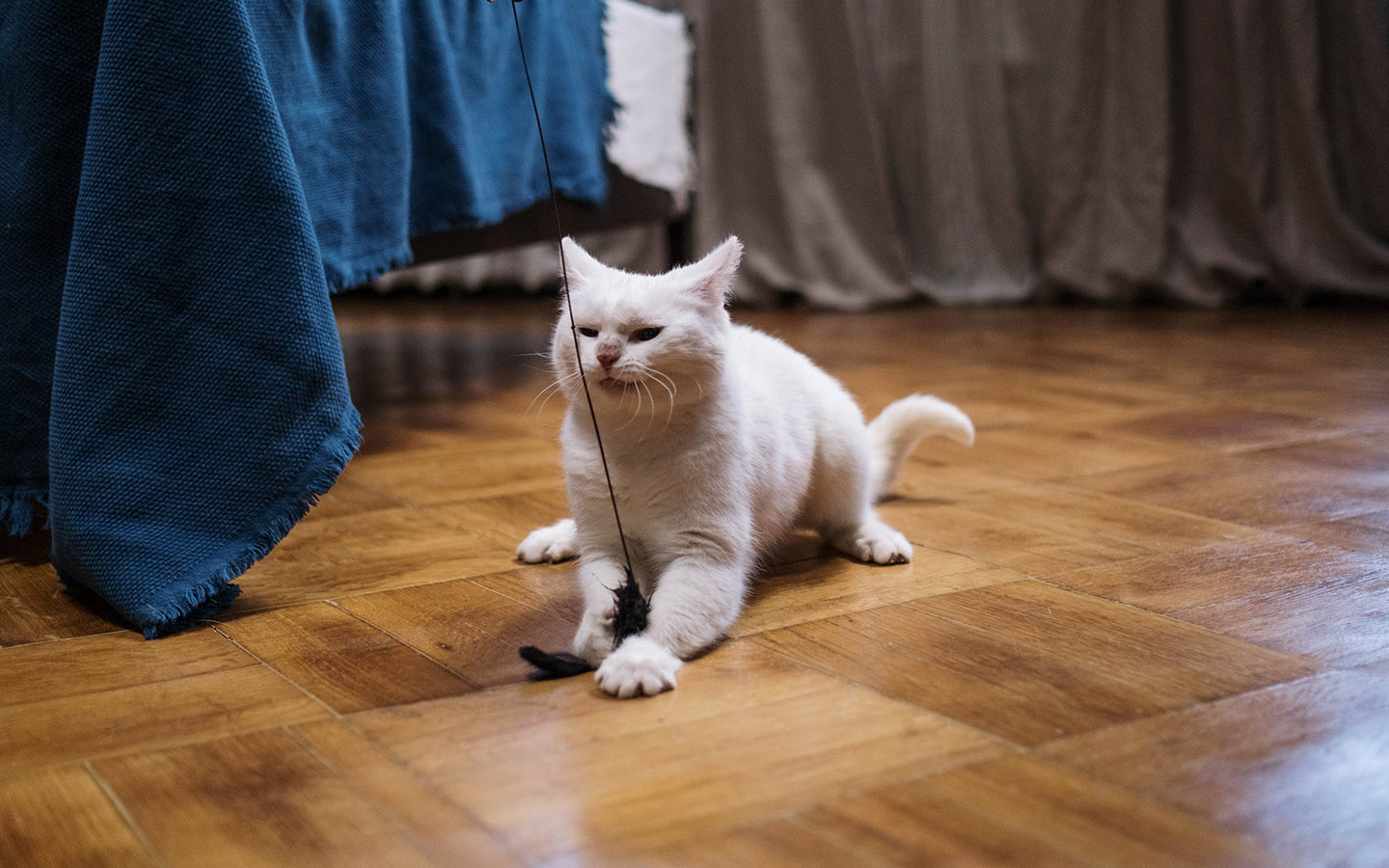 cat on floor