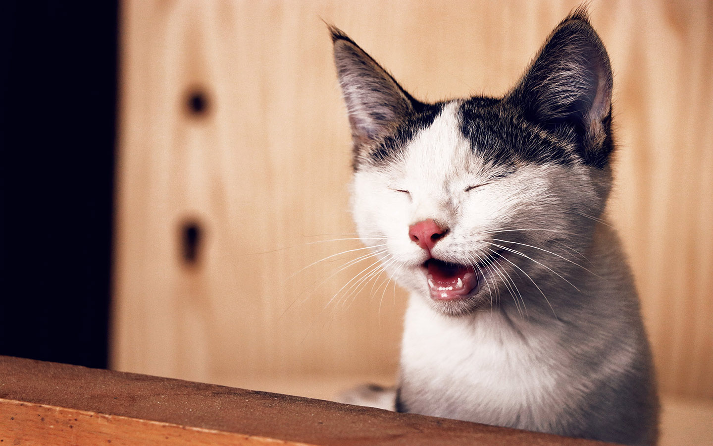 cat yawning