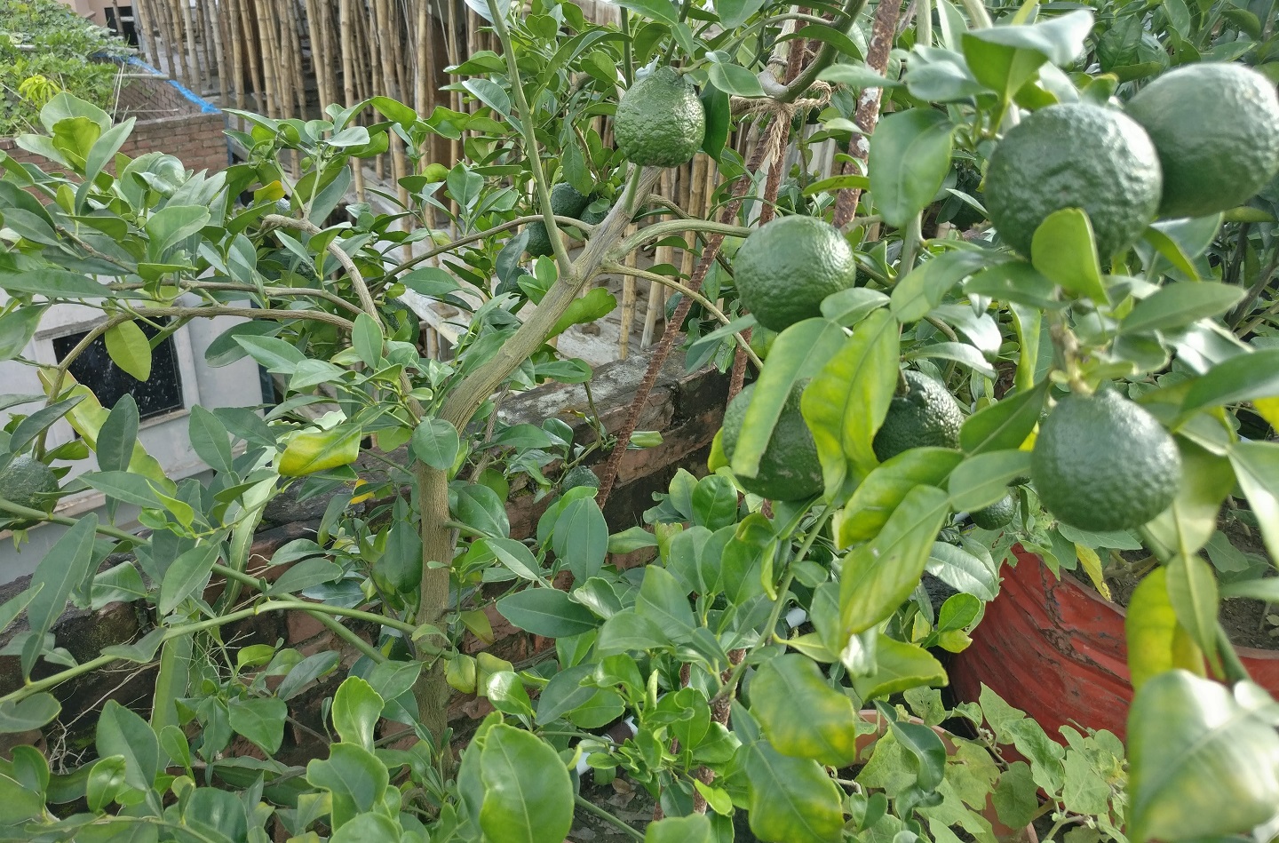 lemon fruit tree