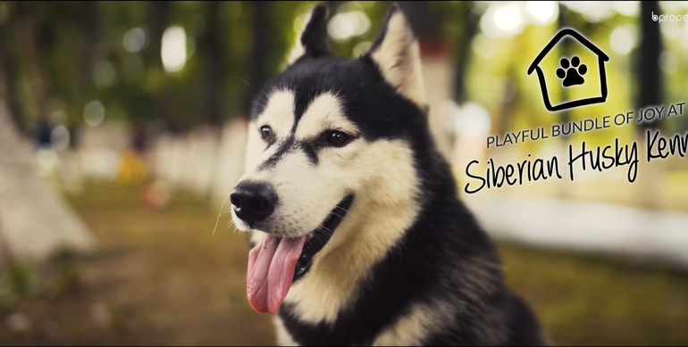 Let's visit the Siberian Husky Kennel where sweet little friends are waiting