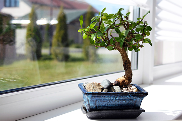 A Five-Step Guide To Successfully Growing Bonsai Trees