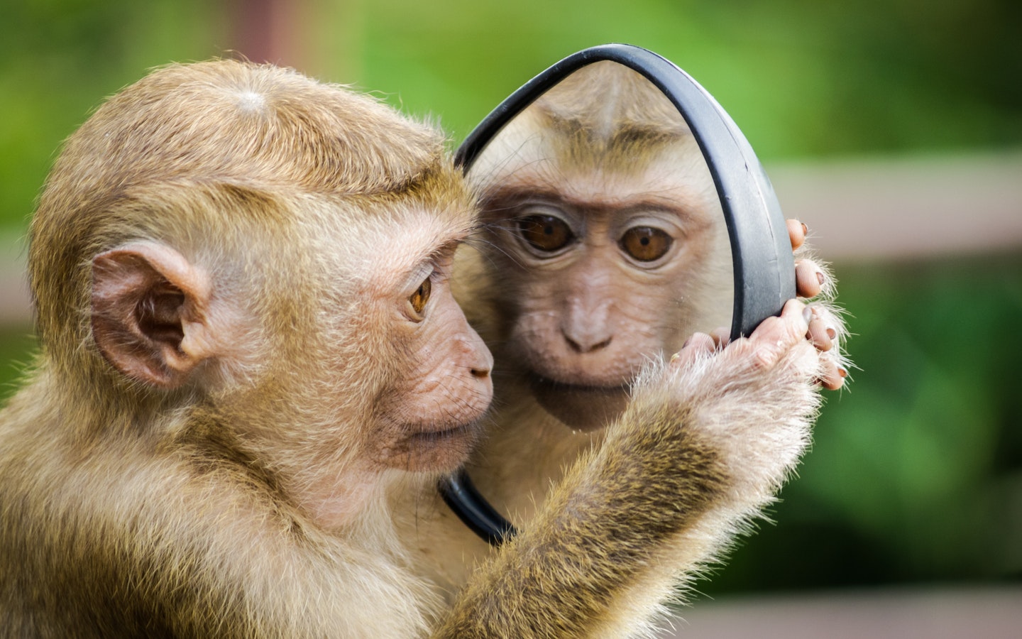 Monkey Looking At Mirror