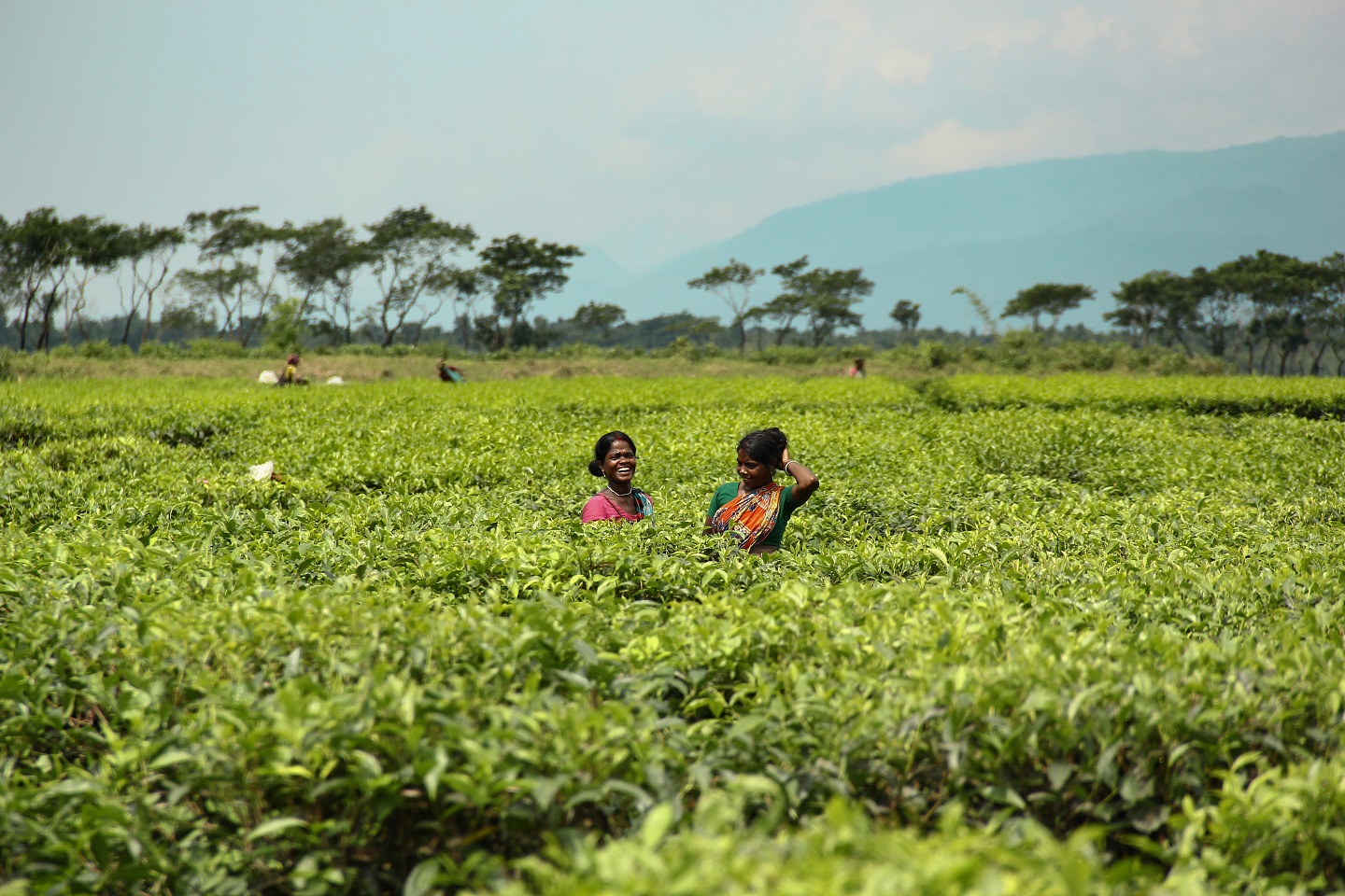 Tea garden