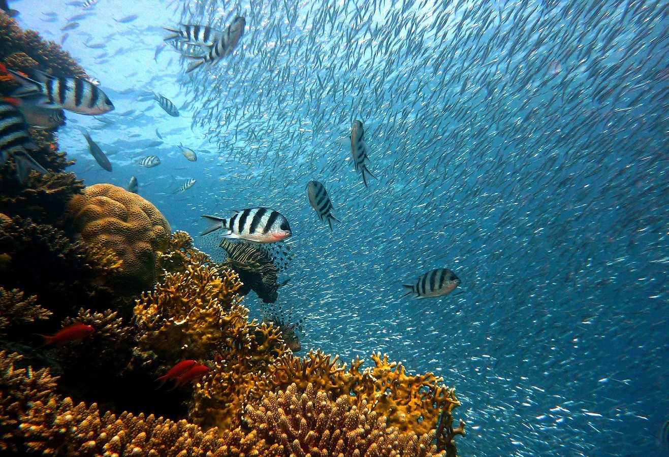 Underwater Life