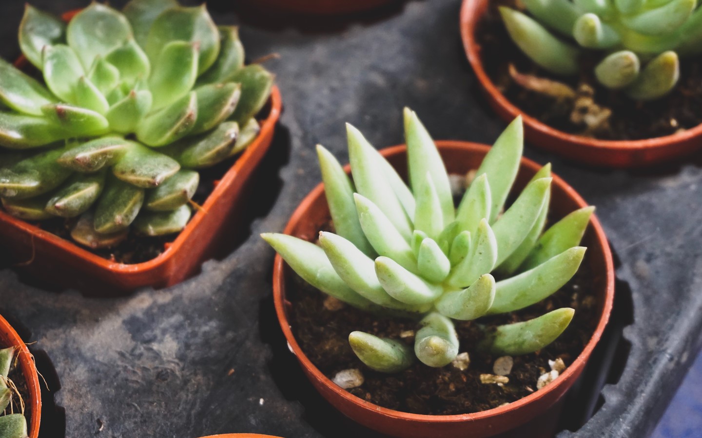 Aloe vera is one of the popular indoor plants in Bangladesh
