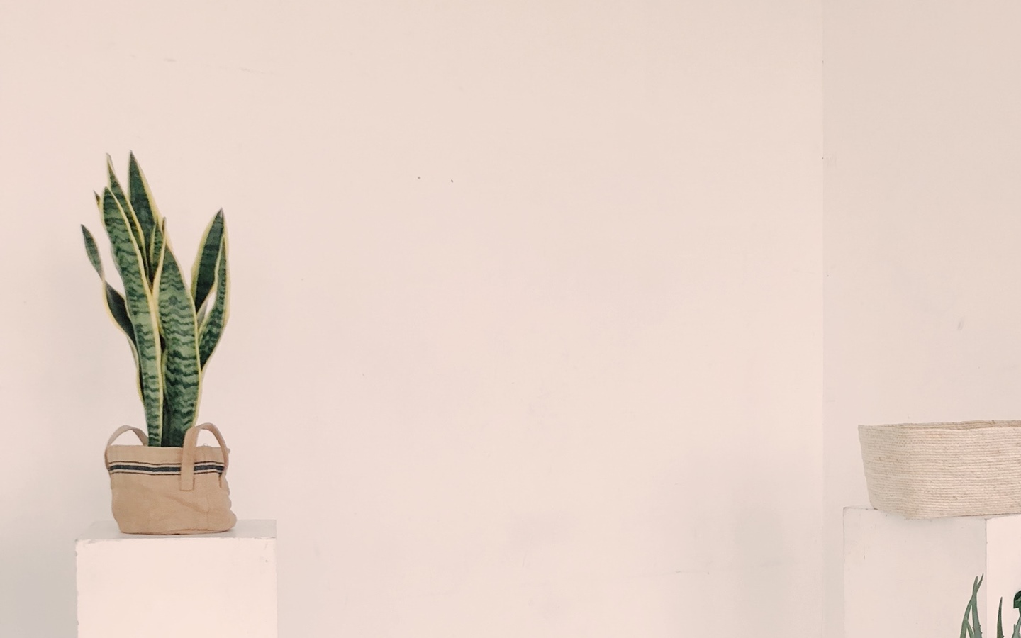 Houseplants like snake plants provide great benefits