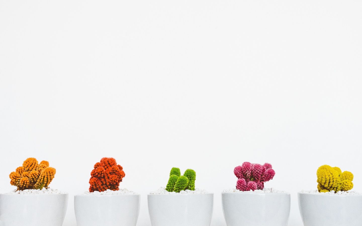 As far as small indoor plants go, Cactus have a wide appeal for their tenacity to survive