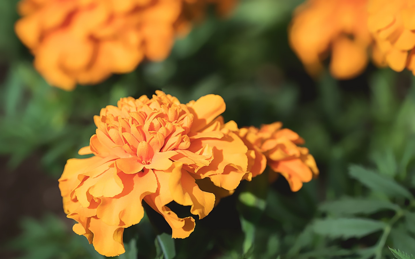 Marigold flower in a garden
