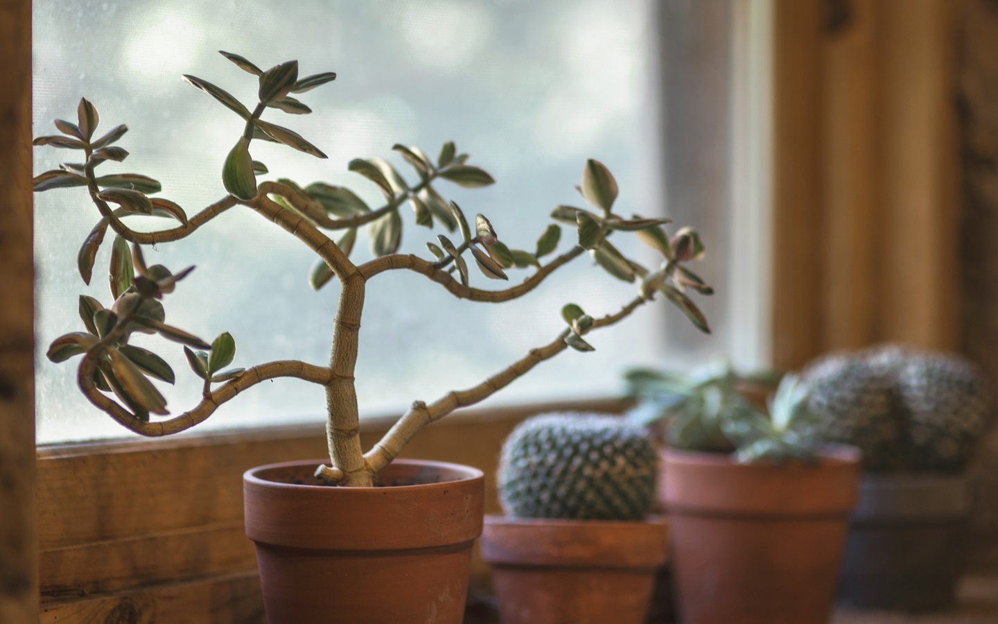 pest control through houseplant maintenance