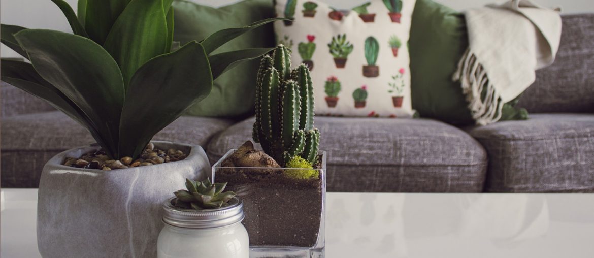 Benefits of Houseplants: Health, Decor & More - Bproperty