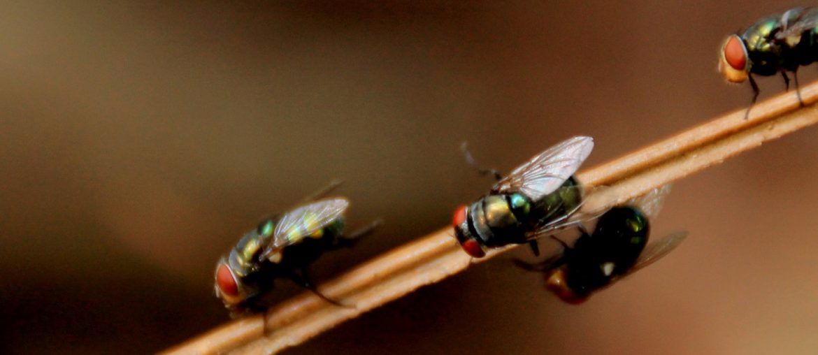 রান্নাঘরকে পোকা মাকড় মুক্ত রাখার ঘরোয়া কিছু টিপস!