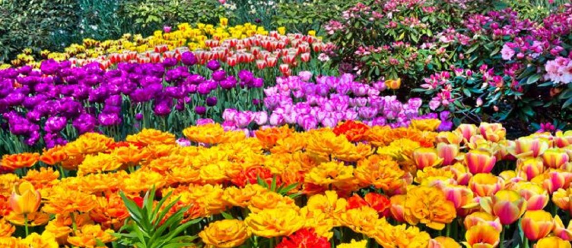 Top 5 Spring Flowers for your Garden - Bproperty