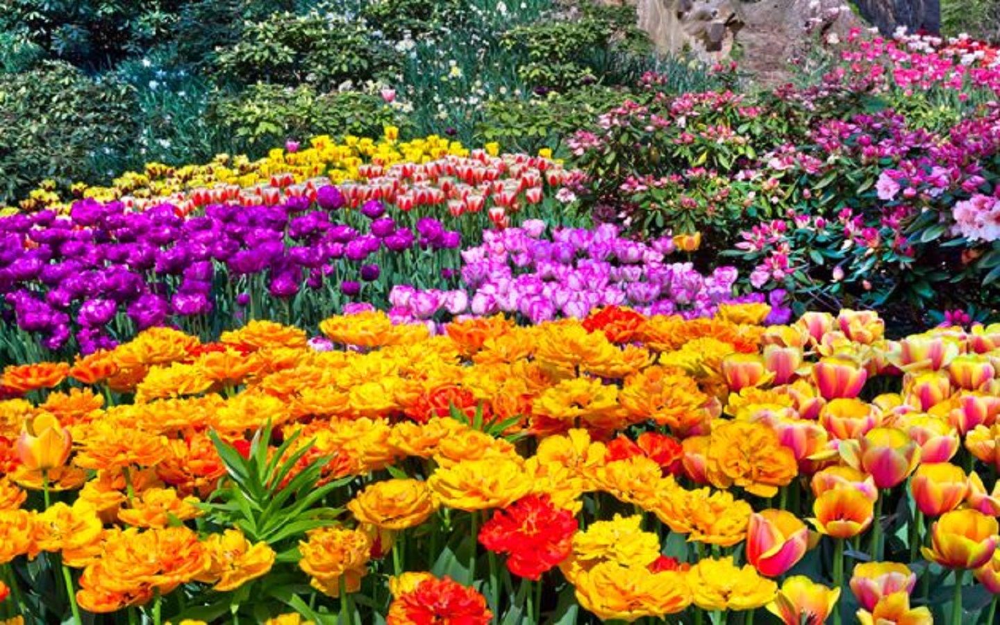 Top 5 beautiful Spring Flowers for your Garden Bproperty