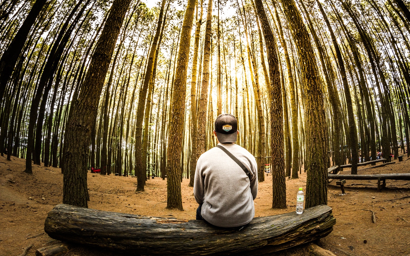 Man sitting on a fallen tree