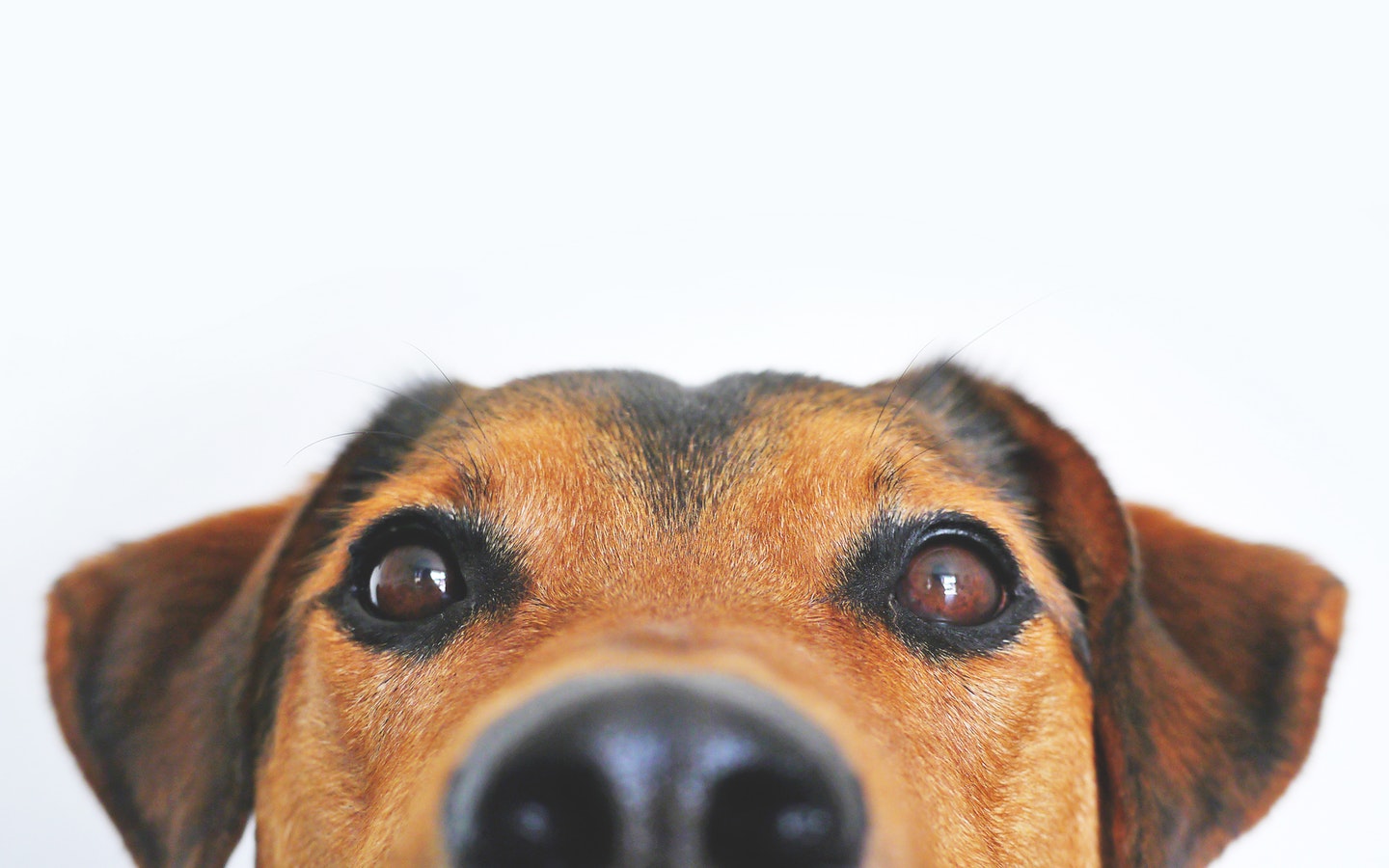 dog peeking