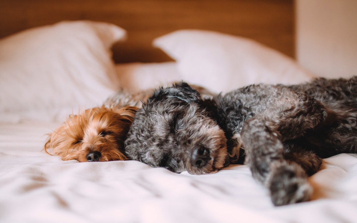 2 Dogs