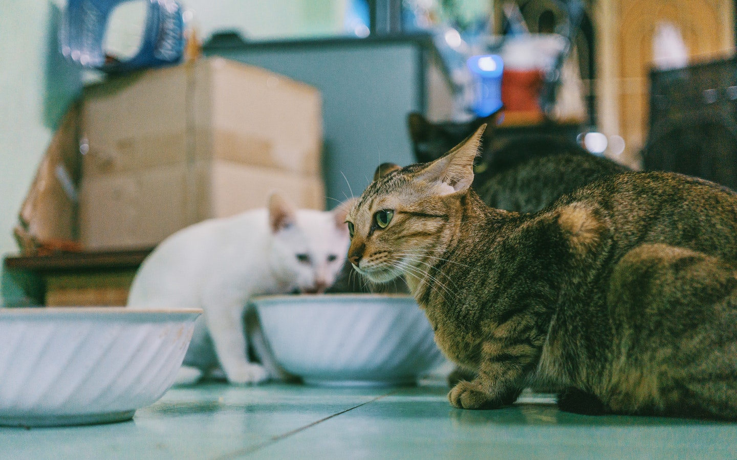 Cats