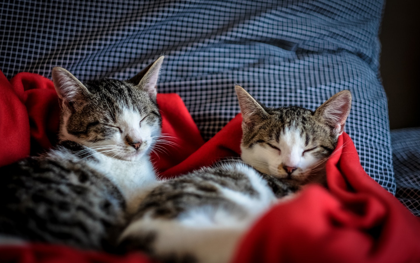 2 cats