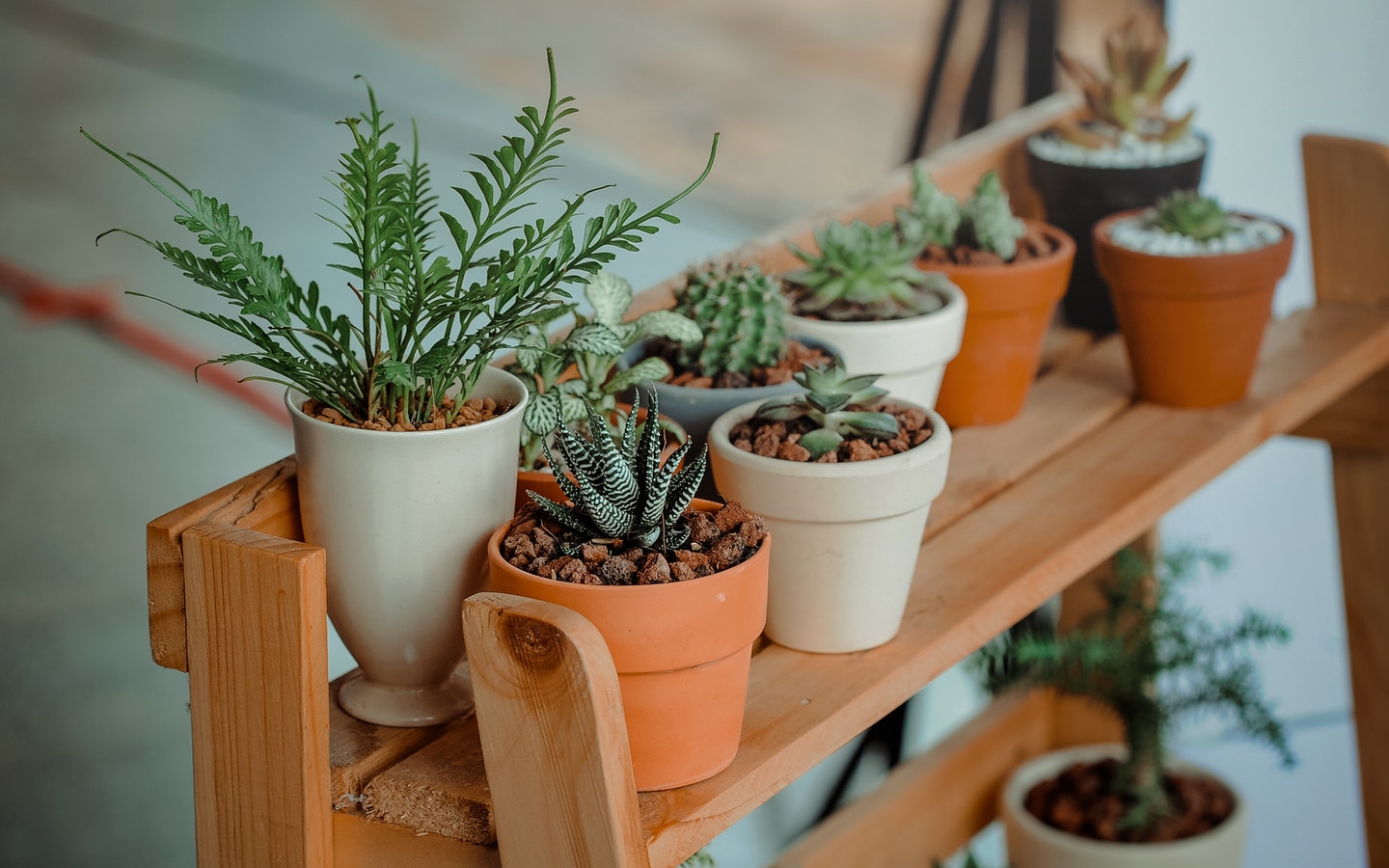 flat preparations - plants