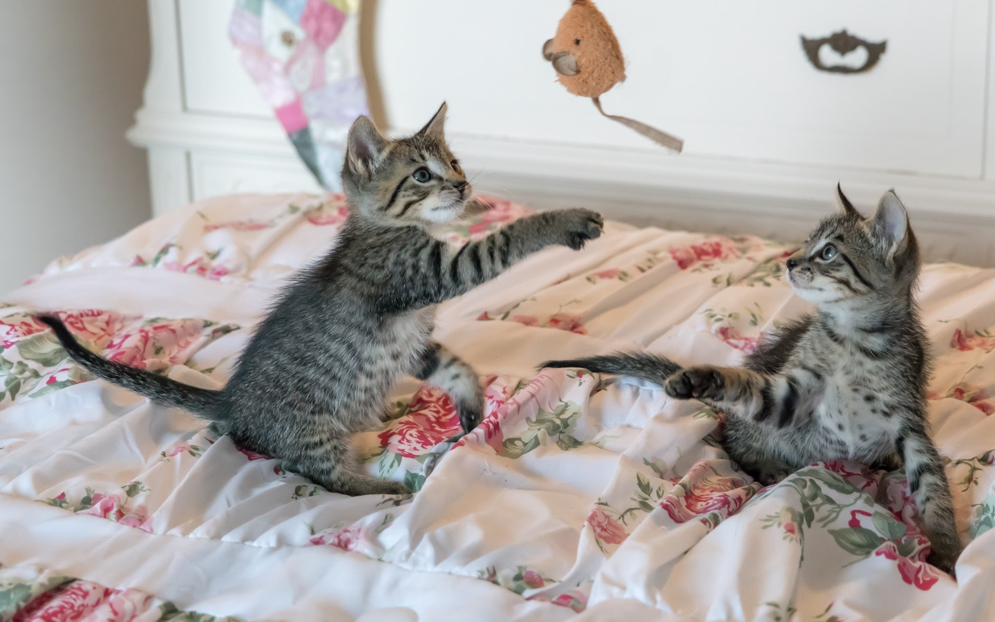 2 cats