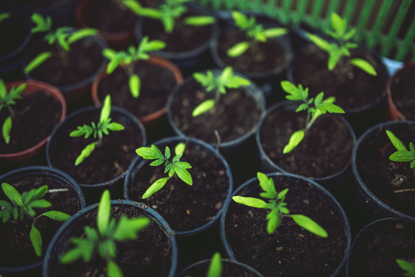 Saplings